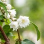 Nahaufnahme des Falschen Jasmin (Deutzia Scabra) mit weißen Blüten im 9 cm Topf.