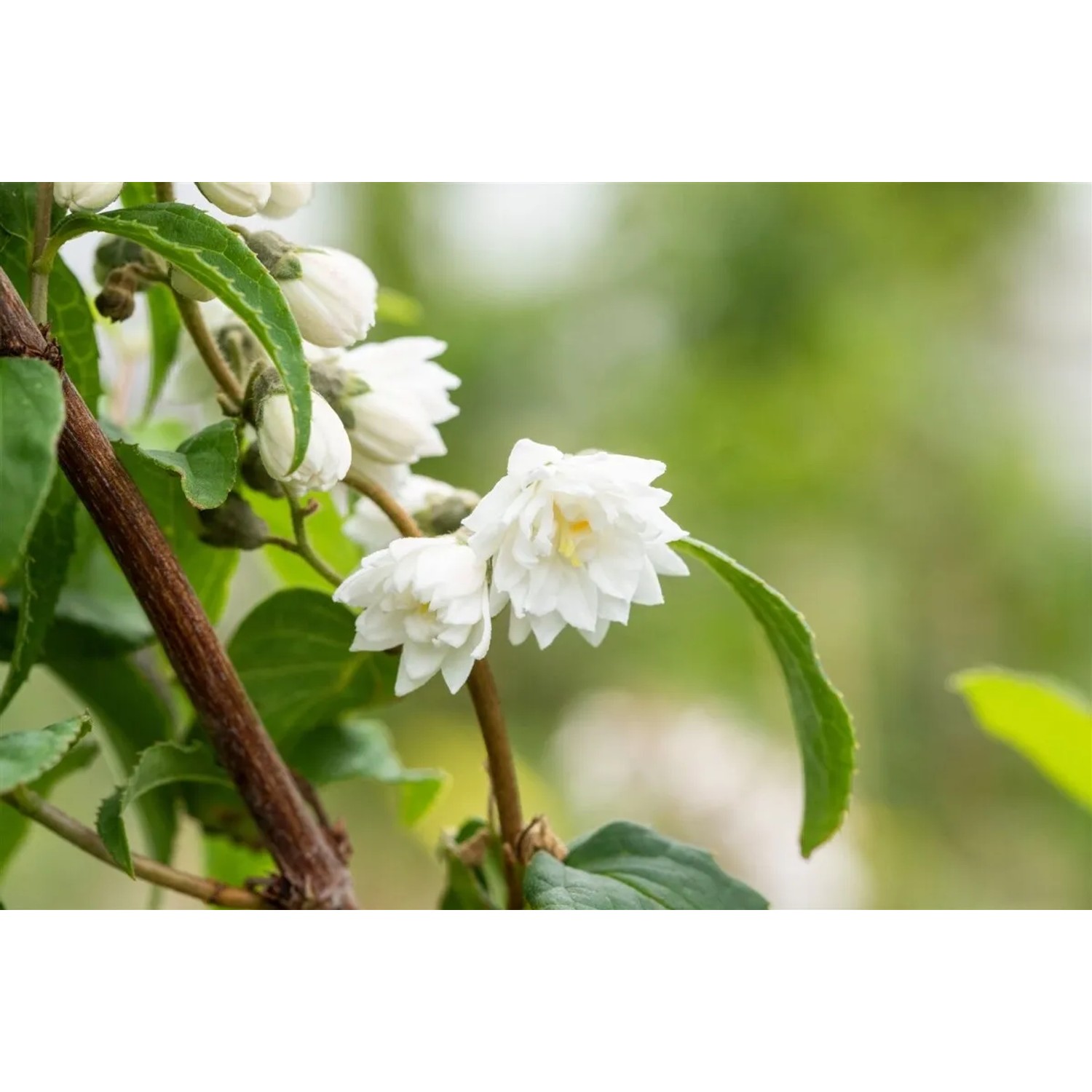 Nahaufnahme des Falschen Jasmin (Deutzia Scabra) mit weißen Blüten im 9 cm Topf.