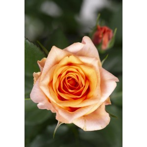 Gelb-orange Fußstammrose, ca. 70-80 cm hoch, im 2 l Topf.