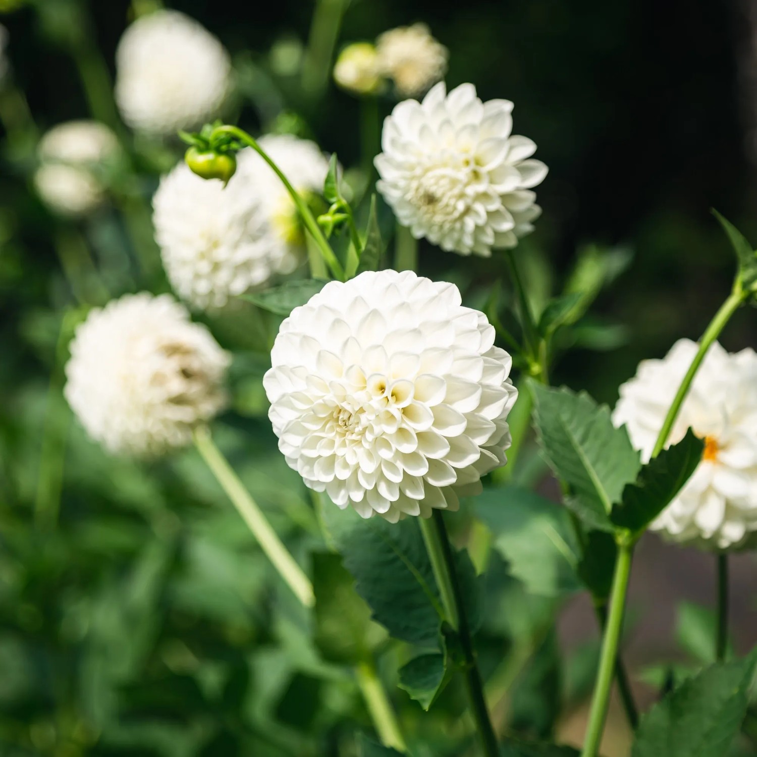 Dahlien Pompon Snowflake 1 Stück