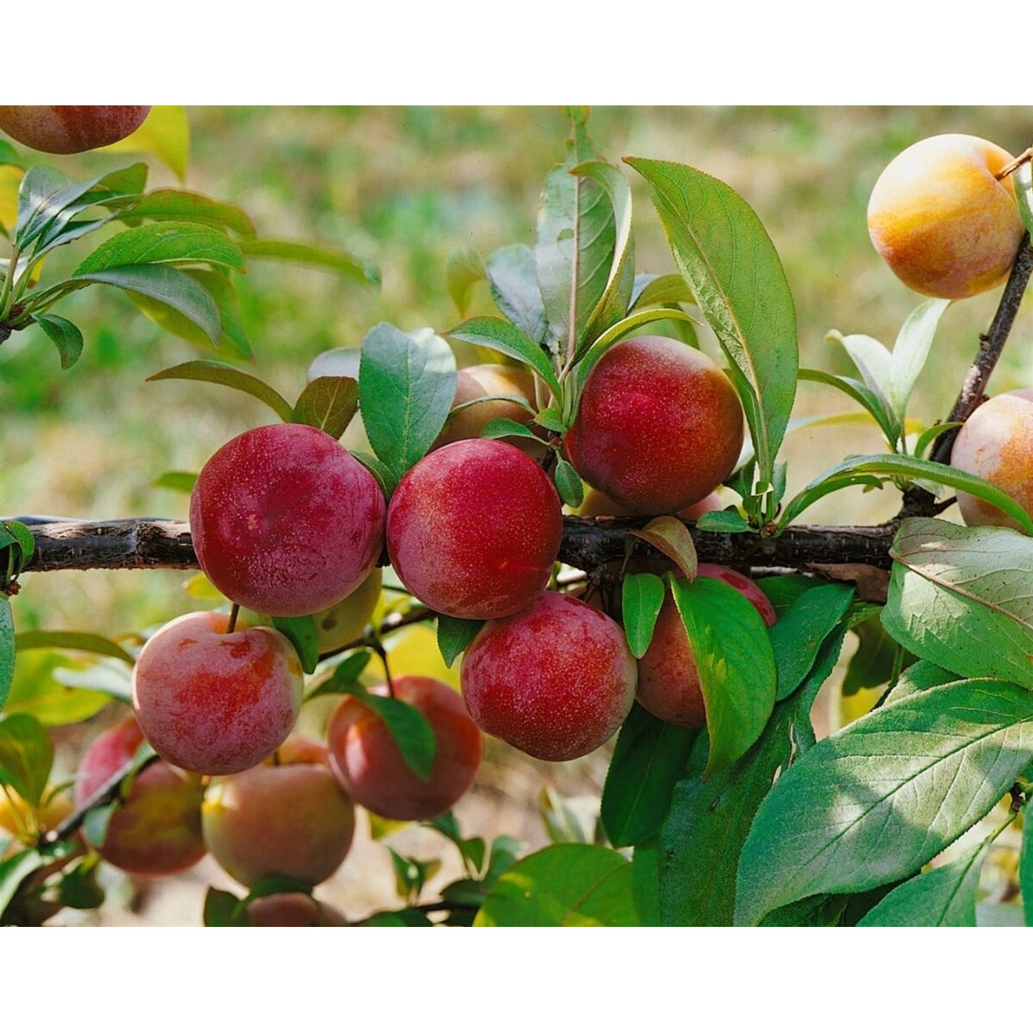 Prunus Domestica Königin Viktoria Pflaume CAC 150-200cm günstig online kaufen