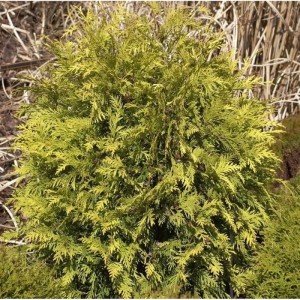 Lebensbaum 'Sunkist', 30-40cm, Thuja occidentalis, gelbgrüne Nadeln, Strauch für Garten und Hecke.