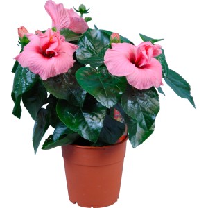 Roseneibisch im Topf, rosa Blüten und grüne Blätter. Blühende Zimmerpflanze.