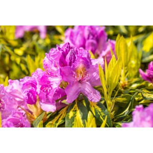 Blühender Rhododendron Goldflimmer mit gelb-grün panaschierten Blättern. Strauch mit rosa Blüten.