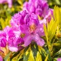 Blühender Rhododendron Goldflimmer mit gelb-grün panaschierten Blättern. Strauch mit rosa Blüten.