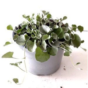 Silberregen (Dichondra argentea) im Topf, silbrige Blätter, ideal für Balkon und Garten.