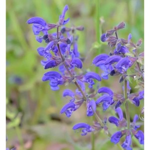 Wiesen Salbei - Salvia pratensis