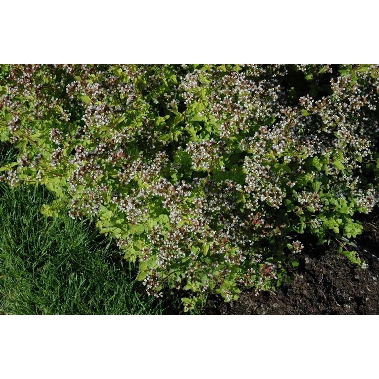 Gold-Oregano (Origanum Vulgare Aureum) im 11x11 cm Topf, eine blühende Staude mit gelben Blättern.