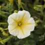 Nahaufnahme einer gelb-weißen Petunie (Petunia hyb.) im 14 cm Topf. Blühende Sommerblume für Balkon und Garten.