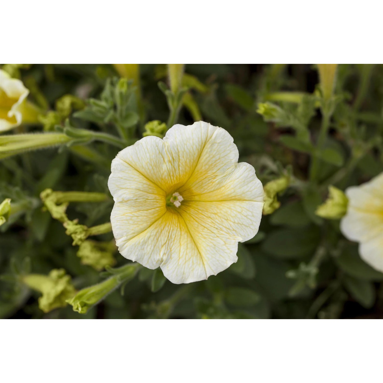 Nahaufnahme einer gelb-weißen Petunie (Petunia hyb.) im 14 cm Topf. Blühende Sommerblume für Balkon und Garten.