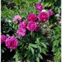 Edelpfingstrose General MacMahon (Paeonia lactiflora) mit leuchtend pinken, gefüllten Blüten.