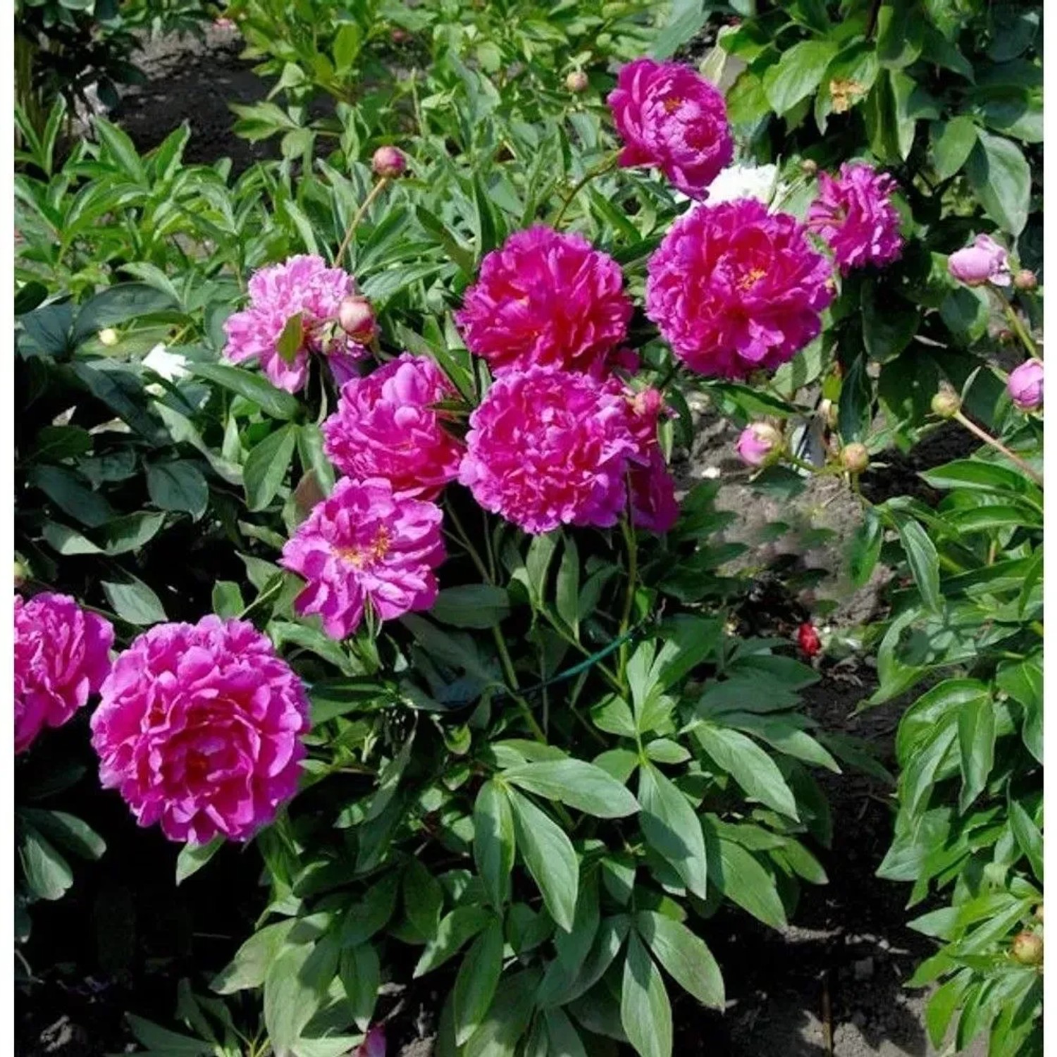 Edelpfingstrose General MacMahon (Paeonia lactiflora) mit leuchtend pinken, gefüllten Blüten.