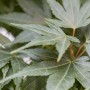 Nahaufnahme des grünen Japanischen Ahorn 'Mikawa Yatsubusa' mit filigranen Blättern.