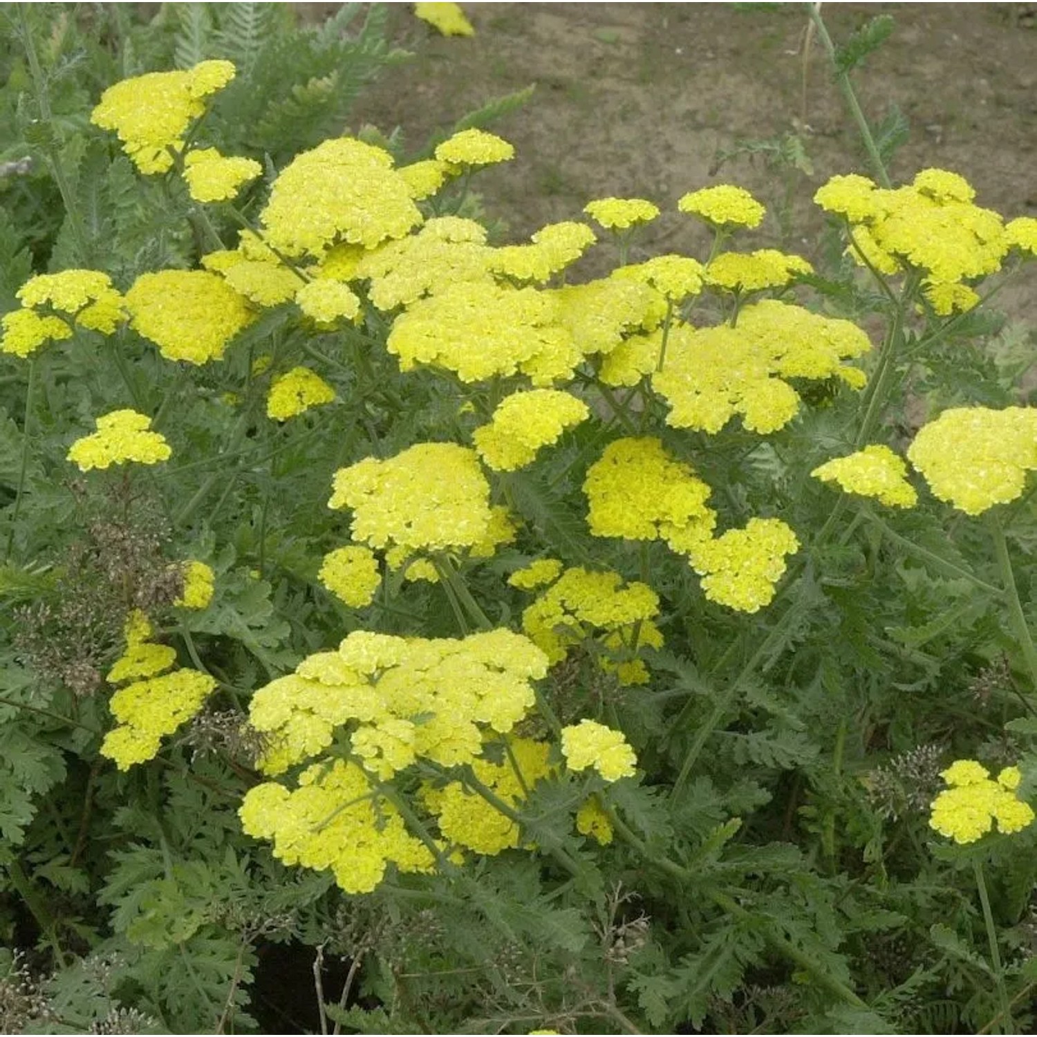 Goldquirlgarbe - Achillea clypeolata
