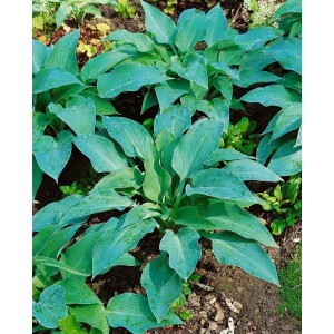 Nahaufnahme der Blaublattfunkie 'Blue Angel' (Hosta Sieboldiana) im 13 cm Topf mit großen, blaugrauen Blättern.