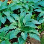 Nahaufnahme der Blaublattfunkie 'Blue Angel' (Hosta Sieboldiana) im 13 cm Topf mit großen, blaugrauen Blättern.