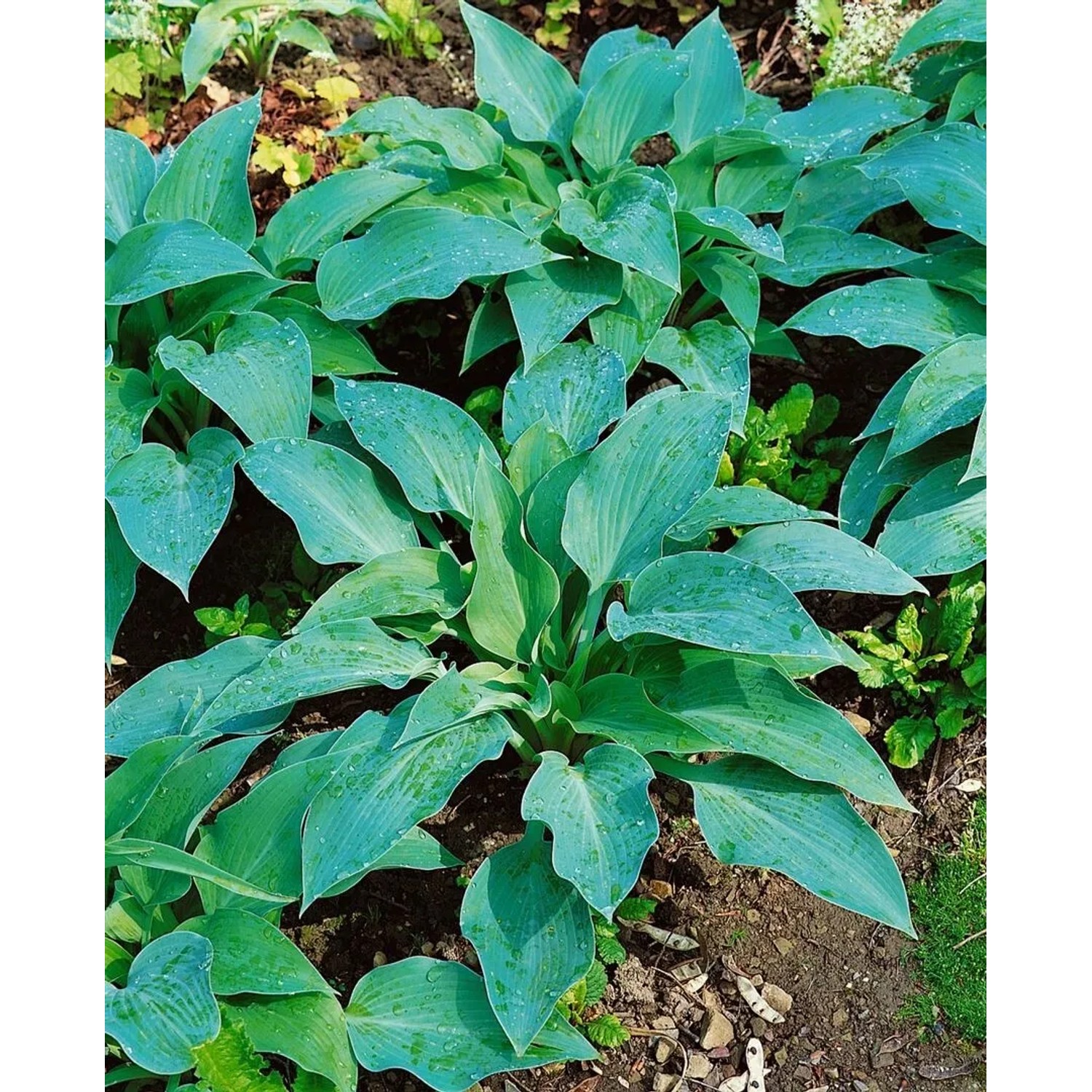 Nahaufnahme der Blaublattfunkie 'Blue Angel' (Hosta Sieboldiana) im 13 cm Topf mit großen, blaugrauen Blättern.