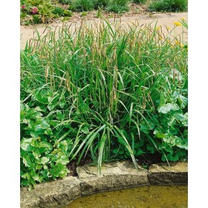 Carex Pendula Hänge-Segge im Topf, buschig wachsendes Ziergras mit überhängenden Blütenständen.