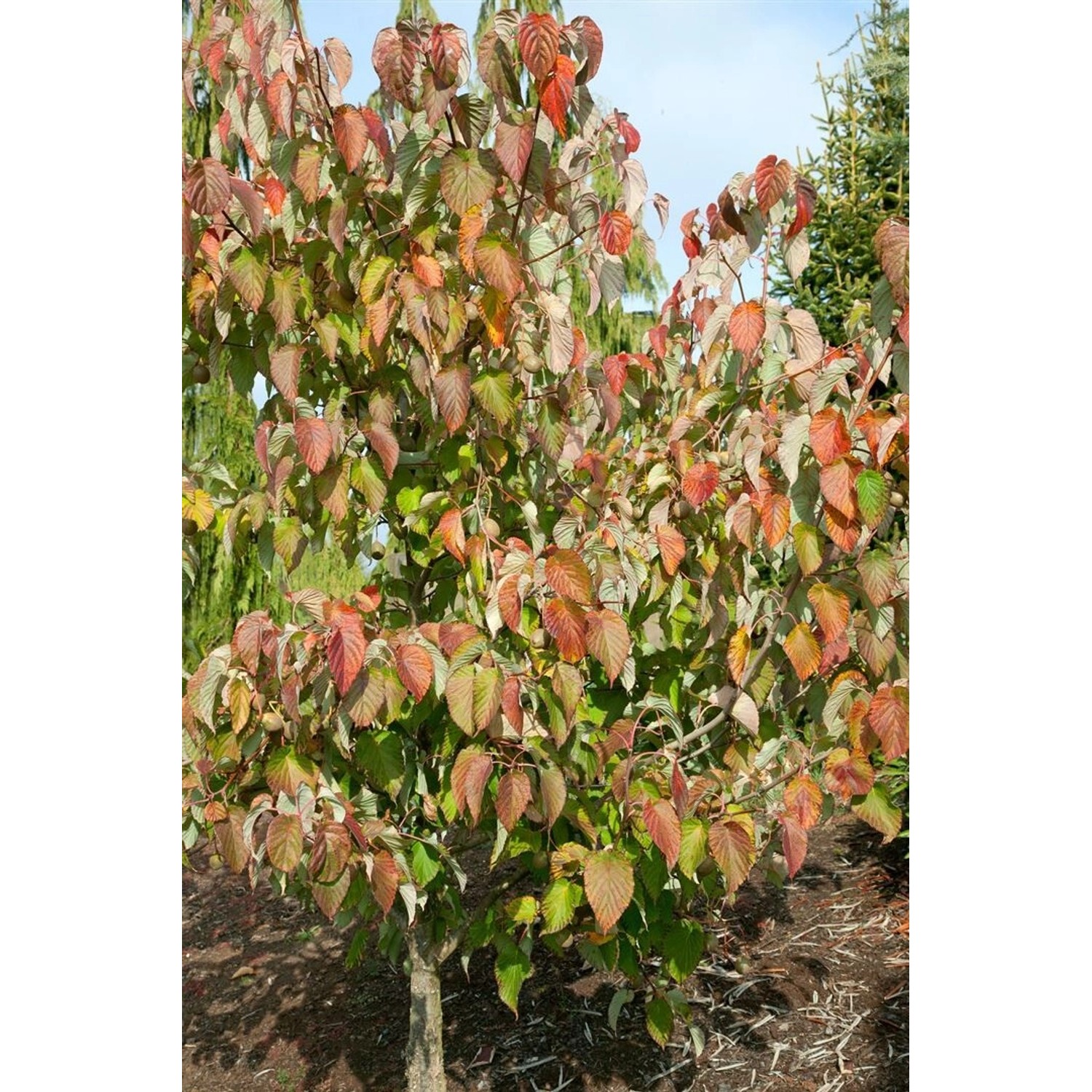 Davidia Involucrata Sonoma Taschentuchbaum 100–125 cm günstig online kaufen