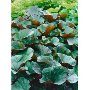Zahnblatt 'Desdemona' (Ligularia dentata) im Topf, grüne Blätter mit purpurroter Unterseite.