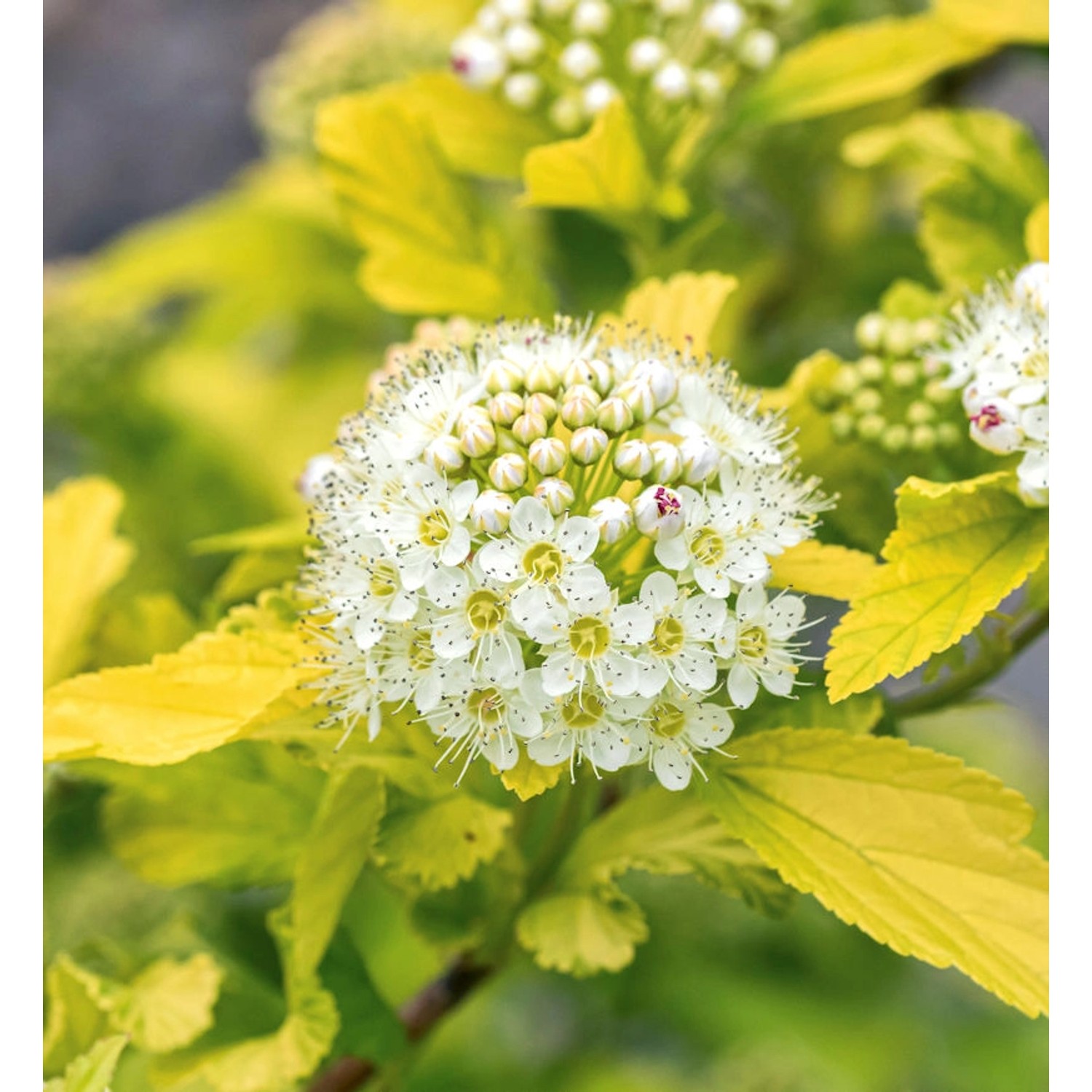 Hochstamm Blasenspiere Luteus 100-125cm - Physocarpus opulifolius günstig online kaufen