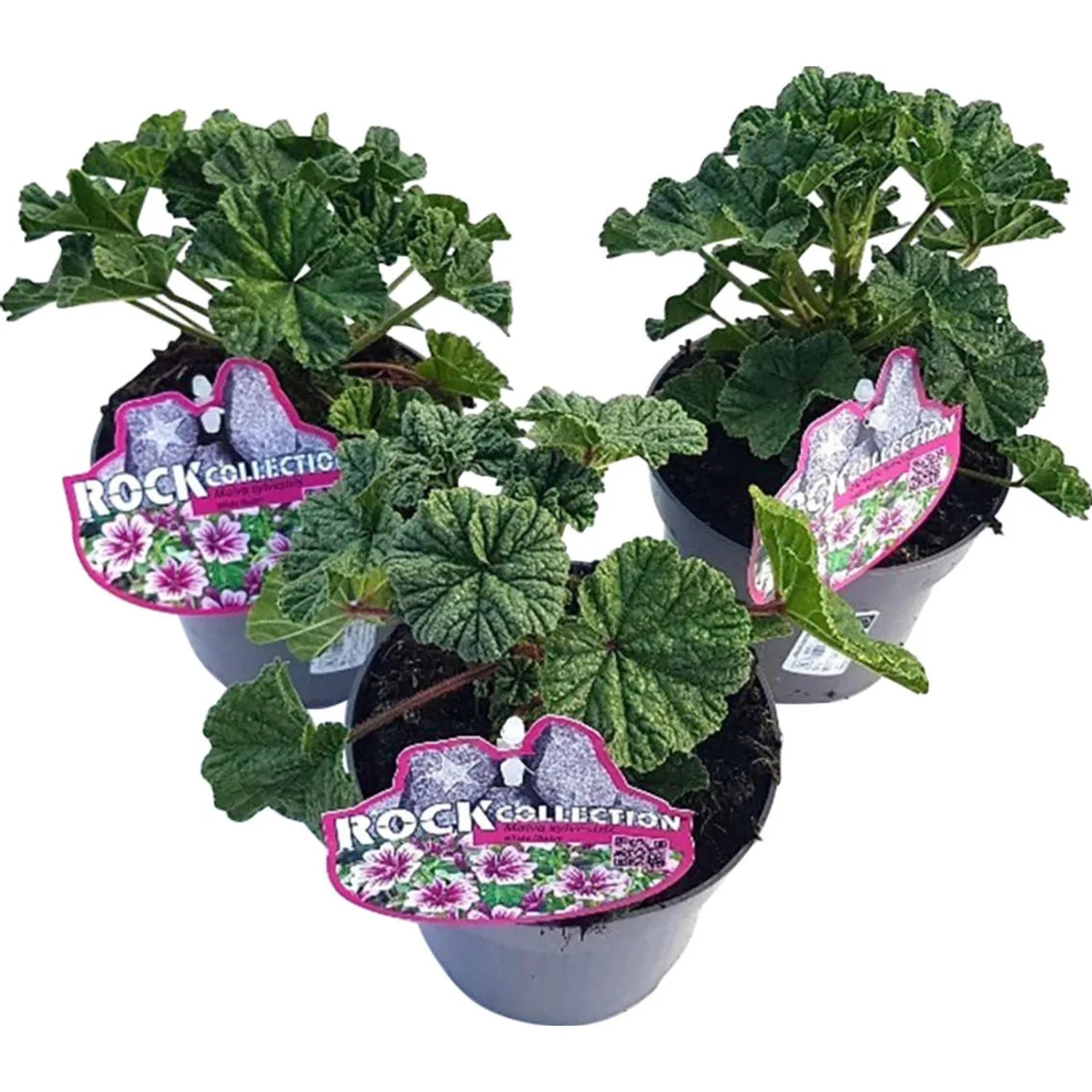 Wilde Malve Malva sylvestris winterhart  13 cm kaufen bei OBI
