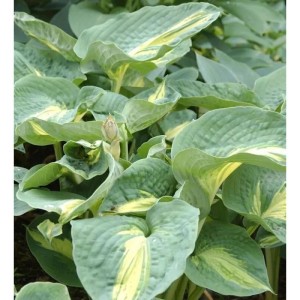 Grünblättrige Funkie Great Expectations (Hosta cultorum) mit hellgrünen Blättern.