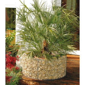 Rundes Bellissa Gabionen-Hochbeet (Ø 92cm) mit Steinfüllung und bepflanzt mit einer Palme.