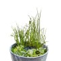 Heissner Solar-Wassergarten Aquatopia mit Wasserpflanzen und Gräsern im grauen Pflanzgefäß.