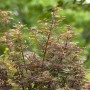 Acer Palmatum Jerre Schwartz Japanischer Ahorn mit rot-grünem Laub.