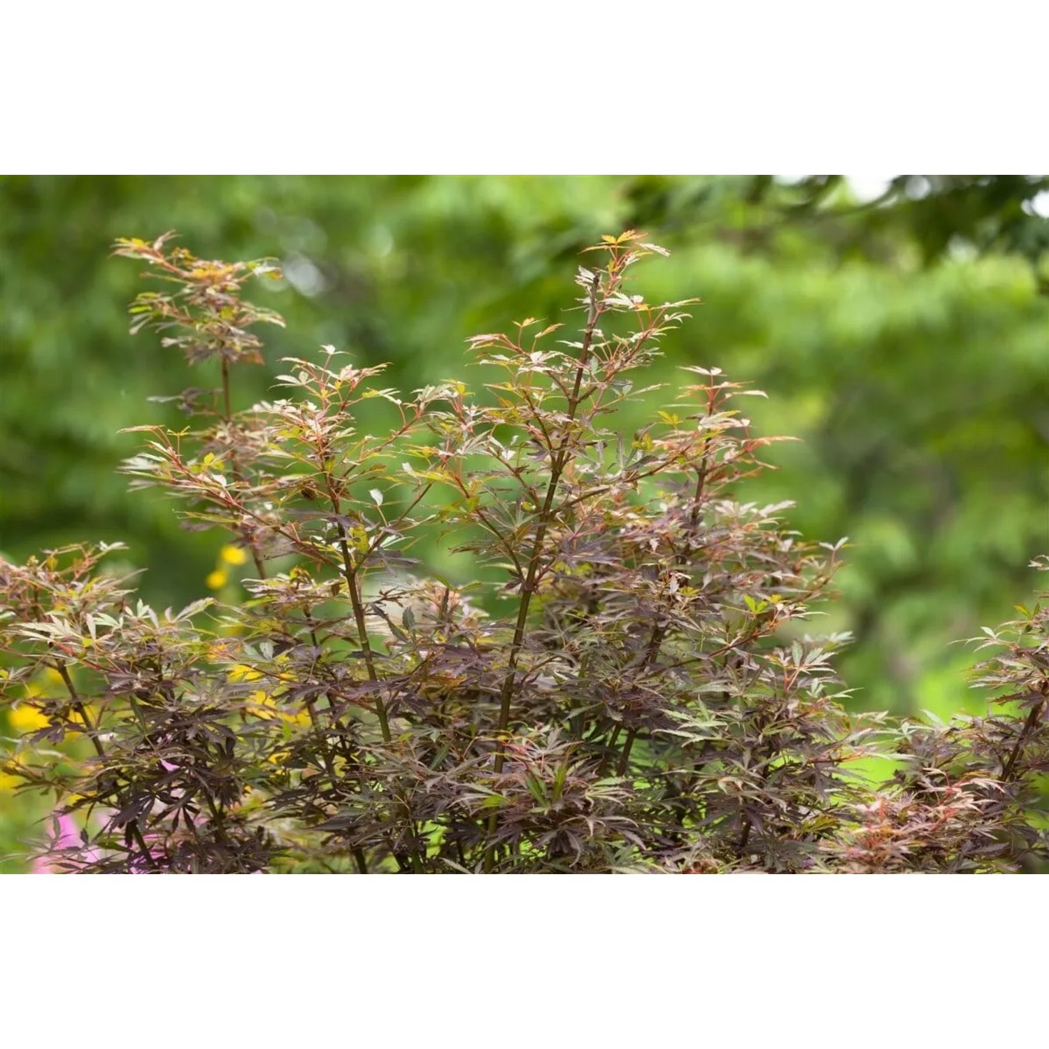 Acer Palmatum Jerre Schwartz Japanischer Ahorn mit rot-grünem Laub.