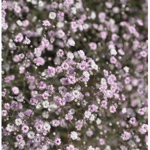 Riesenschleierkraut Festival Pink - Gypsophila Paniculata