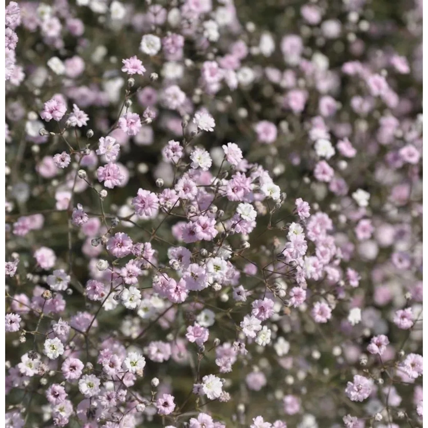 Riesenschleierkraut Festival Pink - Gypsophila Paniculata