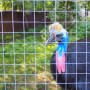 Aquagart Volierendraht 25mm: Drahtgitterzaun mit Kasuar im Hintergrund.