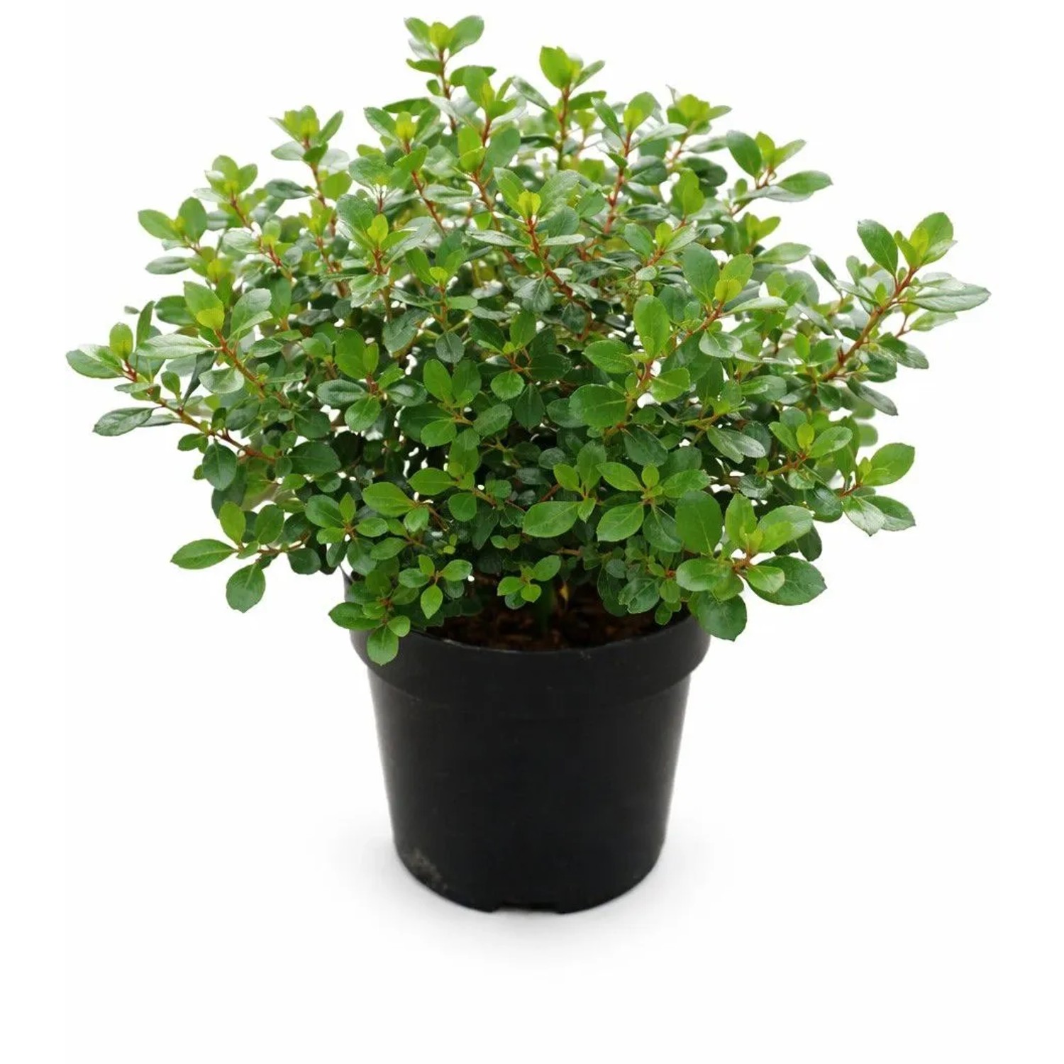Andenstrauch 'Red Dream' Höhe ca. 30 cm Topf ca. 2,8 l Escallonia