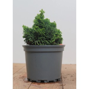 Zwerg-Scheinzypresse 'Nana Gracilis' im 12 cm Topf, grüne, dichte Nadeln.