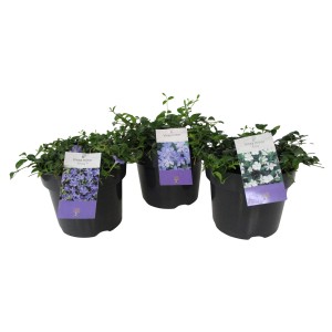 Kleinblättriges Immergrün (Vinca minor) in verschiedenen Sorten im 3 l Topf.