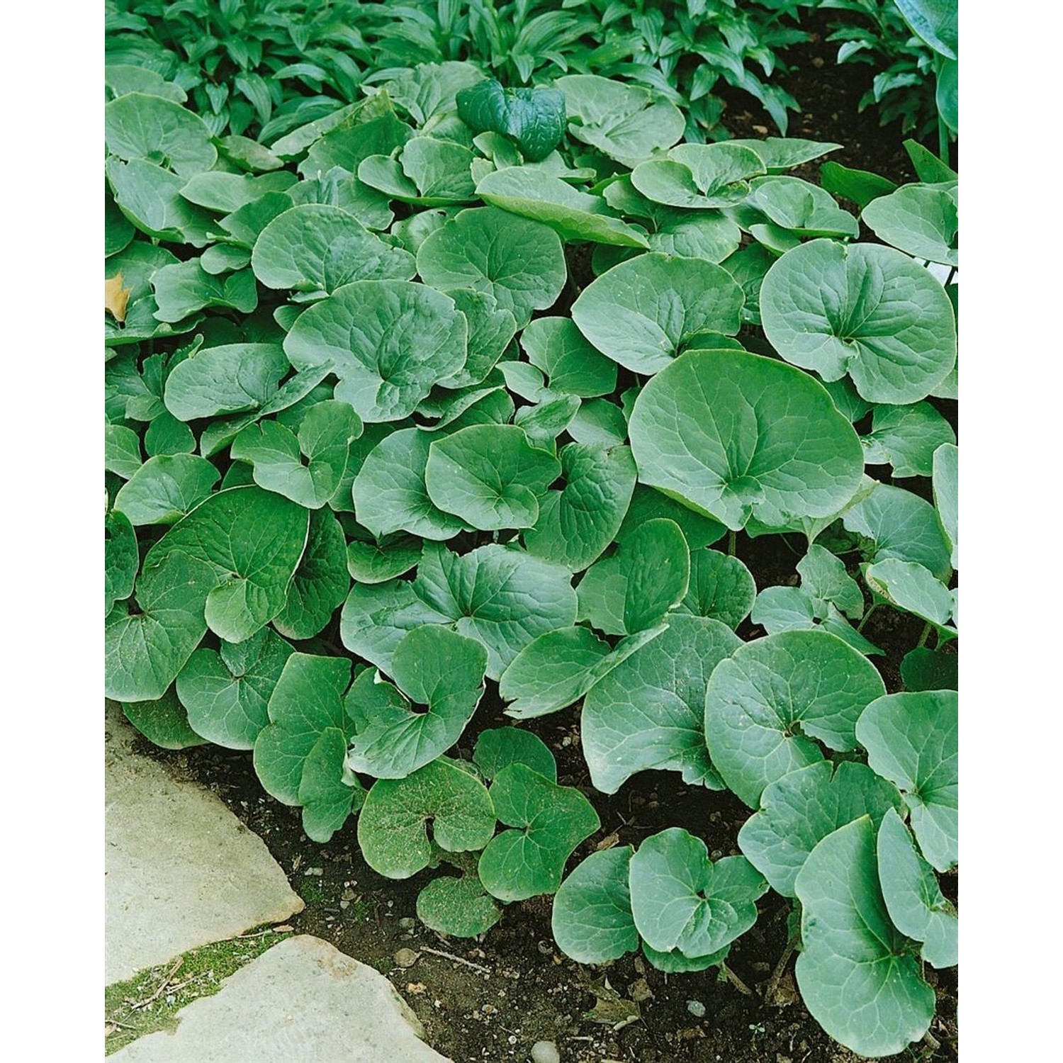 Asarum Caudatum Haselwurz Immergrün Ca. 9x9 cm Topf günstig online kaufen