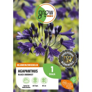 Blumenzwiebel Agapanthus Black Buddhist von GROW by OBI mit dunkelblauen Blüten.