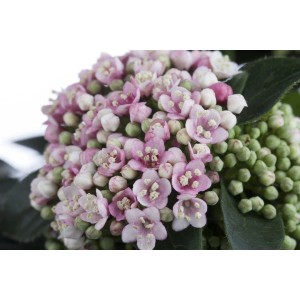 Nahaufnahme des rosa blühenden Lorbeer-Schneeballs Viburnum Tinus, 30–40 cm hoch.