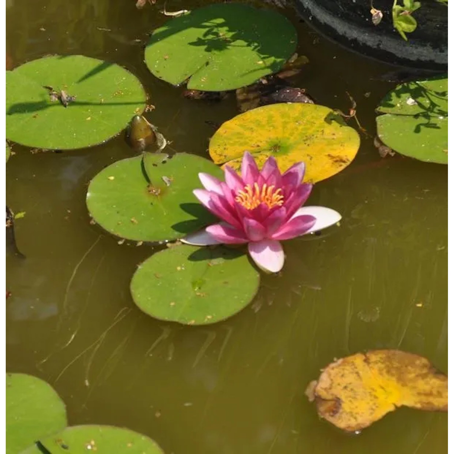 Seerose Attraction - Nymphaea