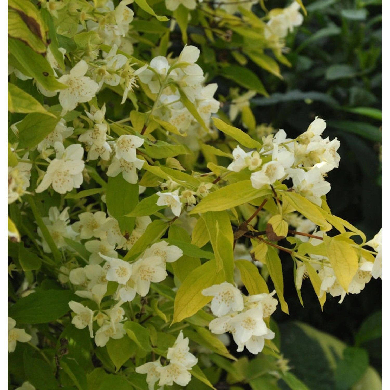 Gelber Europäischer Pfeifenstrauch 60-80cm - Philadelphus coronarius günstig online kaufen