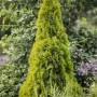 Goldene Thuja 'Golden Smaragd' (100-125 cm) als Heckenpflanze im Garten.
