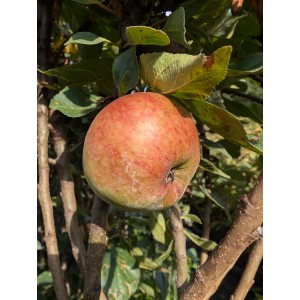 Zwergapfel Pidi (s) 70 - 90 cm Malus domestica