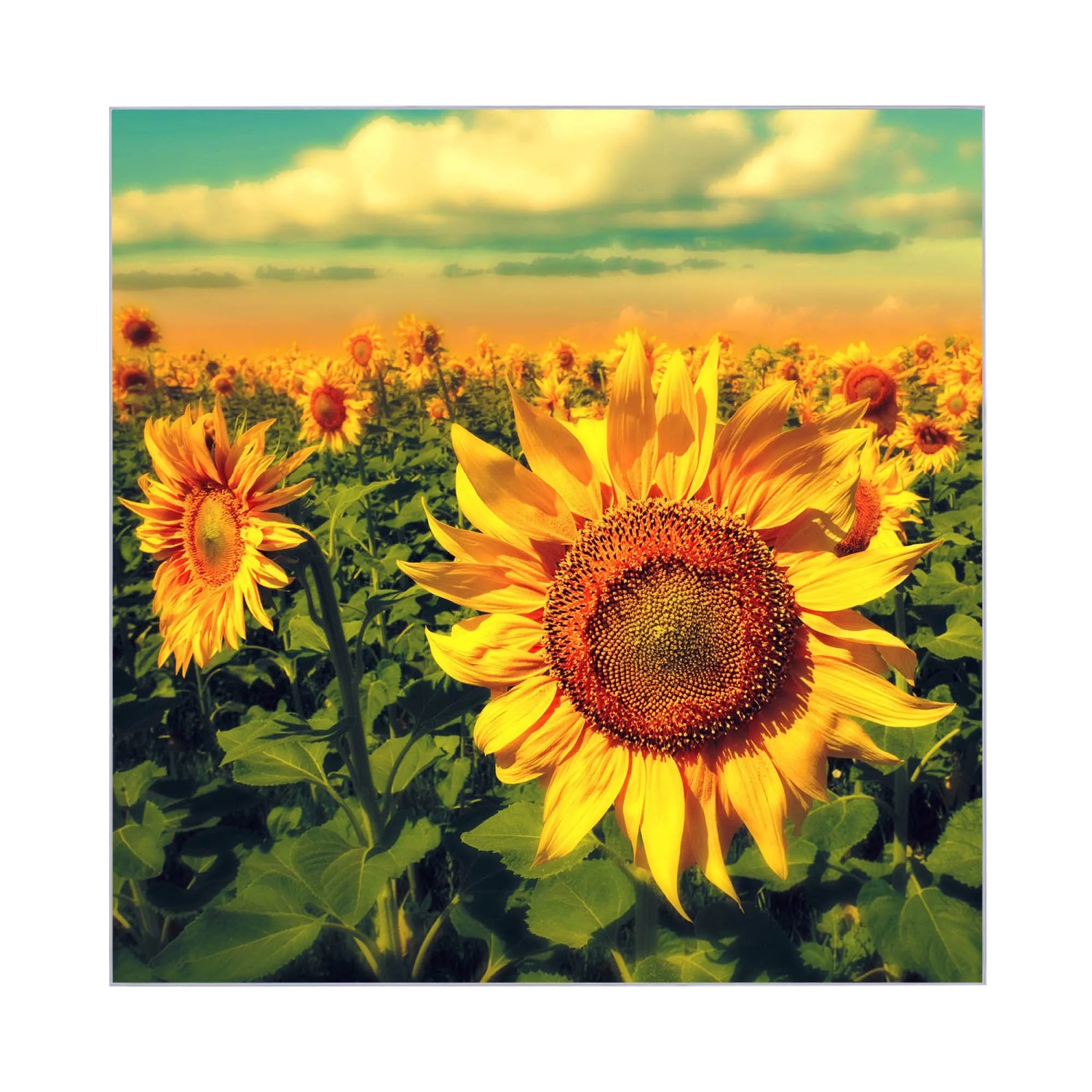 Banjado Schlüsselkasten mit Sonnenblumen-Motiv, 30x30cm, für 50 Schlüssel, beschreibbar & magnetisch.