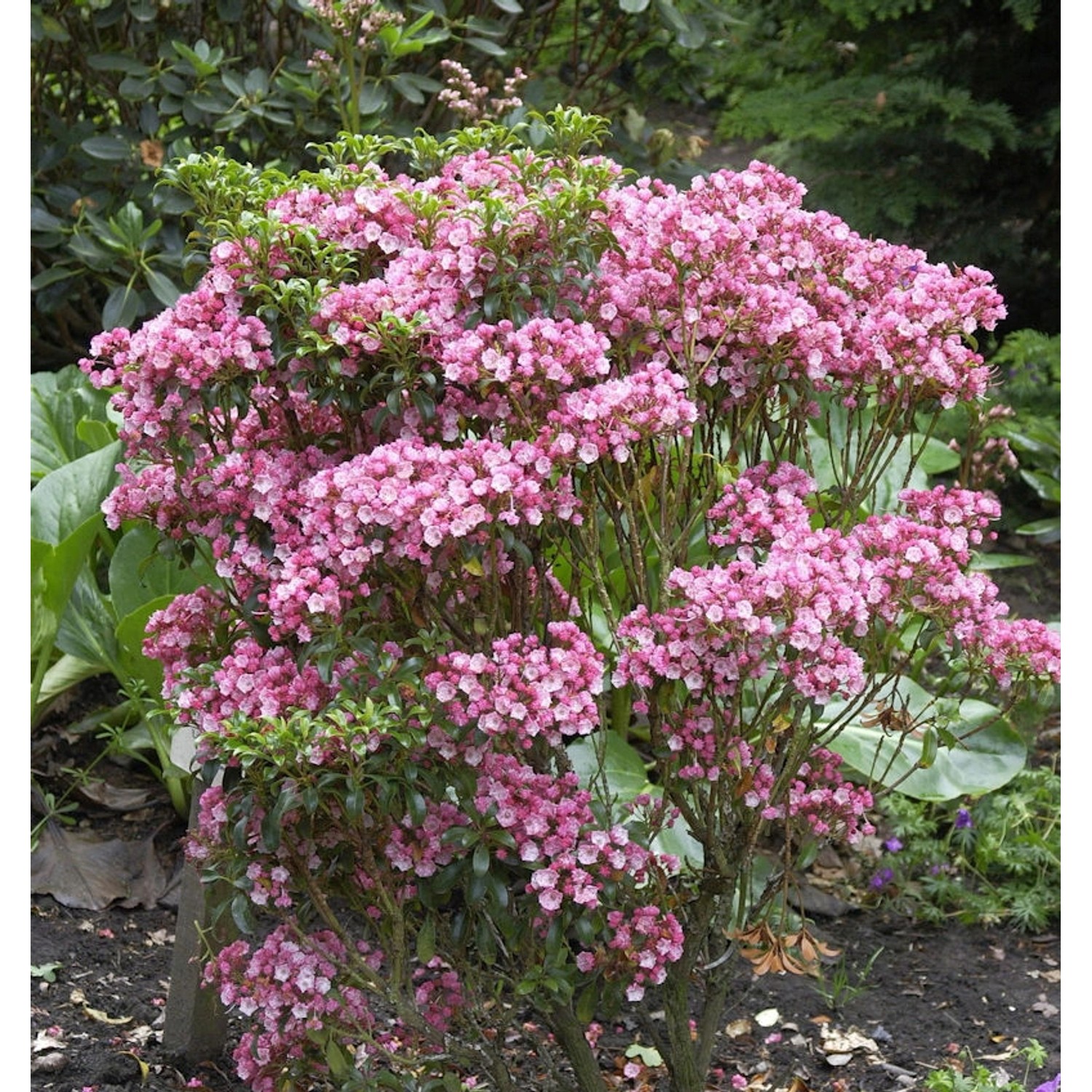 Großer Berglorbeer Little Linda 25-30cm - Kalmia latifolia günstig online kaufen