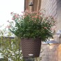 Lechuza Hängeampel Nido Cottage, Ø 27cm, Mokka, mit rosa blühenden Pflanzen.