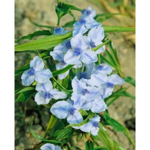 Tradescantia Osprey: Dreimasterblume mit zarten, hellblauen Blüten und grünen Blättern im 9x9 cm Topf.