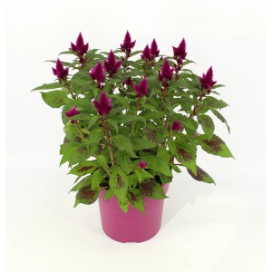 Federbusch-Celosie 'Deep Purple' im Topf, violette Sommerpflanze für Balkon und Terrasse.
