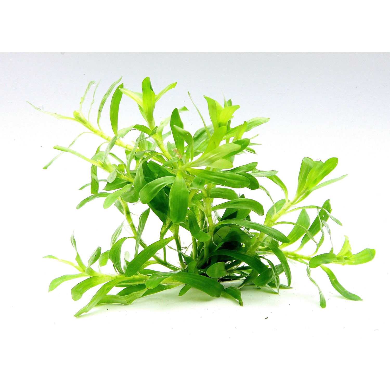 Dennerle Plants Aquariumpflanze Heteranthus Zosterifolia In-Vitro